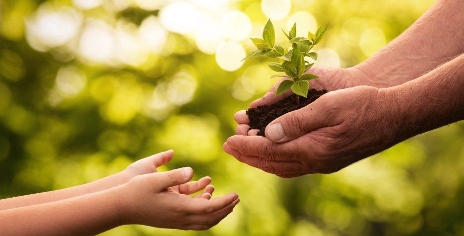 Close up of senior hands giving small plant to a child over defocused green background with copy space